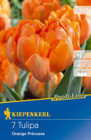 Kiepenkerl Profi-Line Gefüllte späte Tulpe Orange Princess