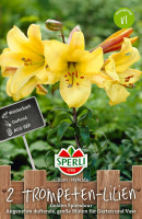 Sperli Lilie Golden Splendor