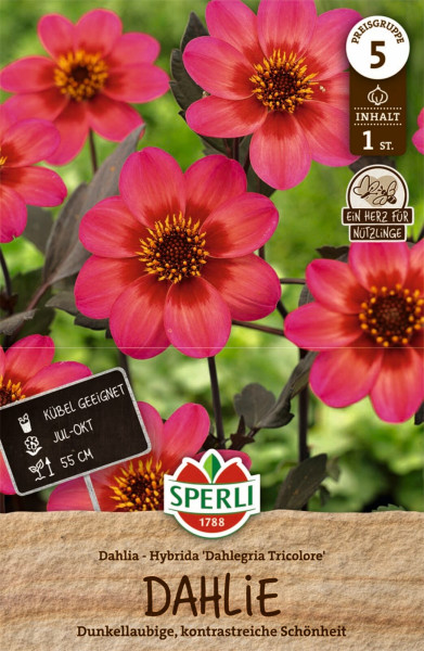 Produktbild von Sperli Dahlie Dahlegria Tricolore mit Darstellung der dunkellaubigen roten Blumen und Verpackungsinformationen.