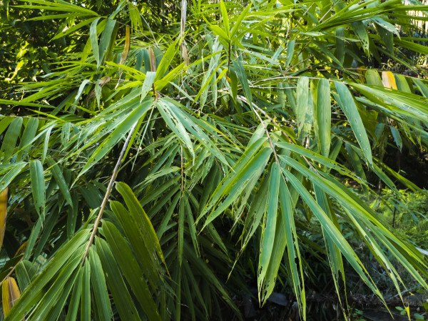 2400-close-up-of-green-bamboo-leaves-suitable-for-natural-background