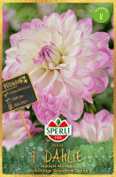 Sperli Dahlie Mikayla Miranda