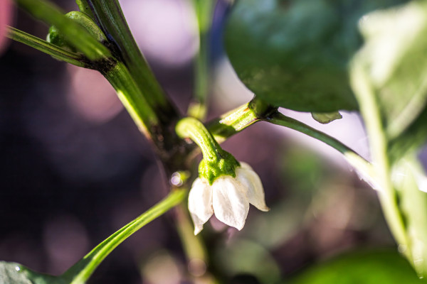 2400-selectively-removing-the-crown-bloom-to-enhance-pepper-plant-productivity