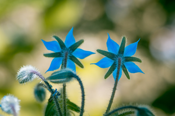 borage-1612846_1920