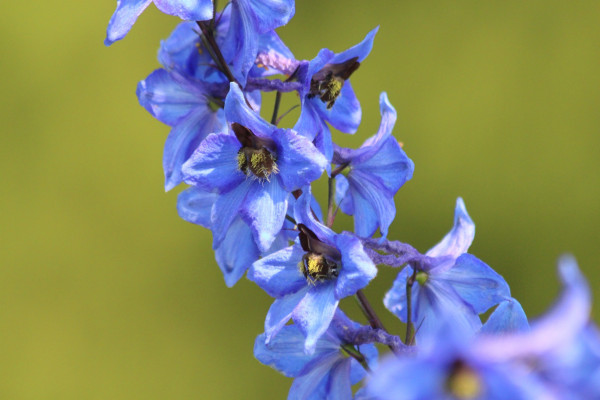 delphinium-3943169_1920