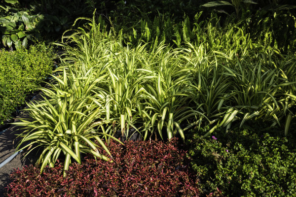 2400-beautiful-garden-with-spider-plants