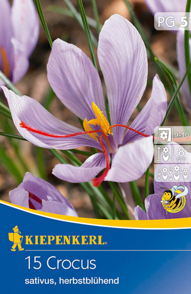 Produktbild von Kiepenkerl Safrankrokus Verpackung zeigt blühende lila Safran-Krokusse und Produktinformationen auf Deutsch.