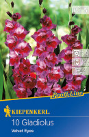 Kiepenkerl Großblumige Gladiole Velvet Eyes