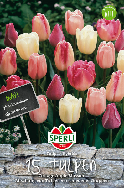 Produktbild von Sperli Maxi Tulpen Cottage Apple Blossom Mischung mit verschiedenen blühenden Tulpen und Verpackungsinformationen.