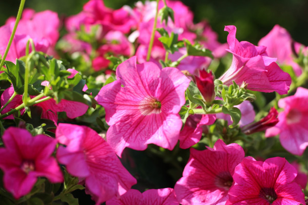 petunias-6379028_1920