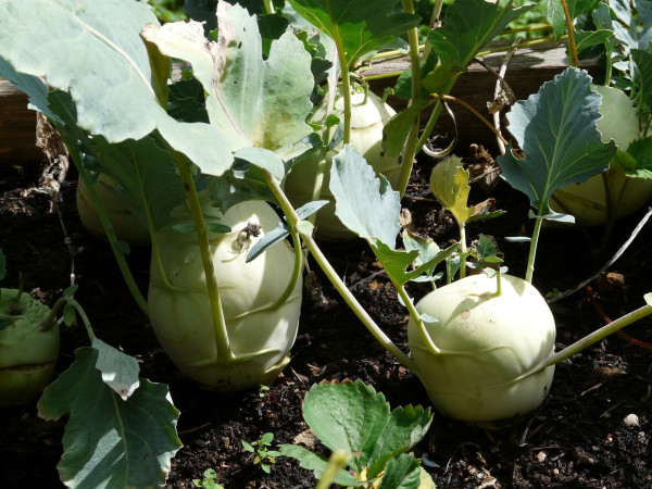 kohlrabi-59730_1920