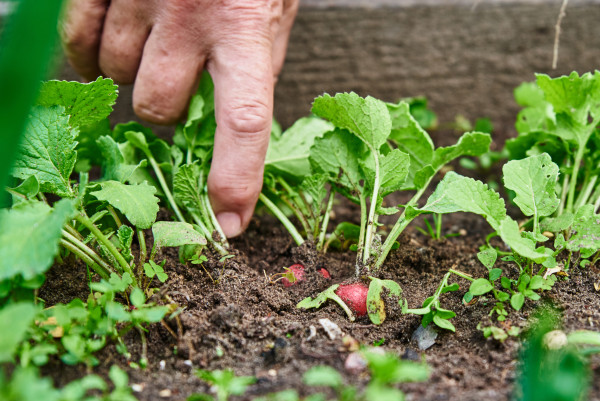 2400-fresh-organic-radish-harvest-in-woman-hands