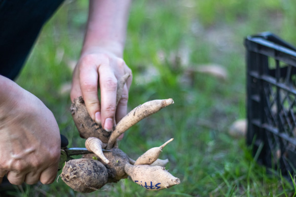 large-the-gardener-sorts-out-dahlia-tubers-plant-root-care-dahlia-tubers-on-the-ground-before-planting-planting-a-sprouted-dahlia-tuber-with-shoots-in-a-spring-flower-garden