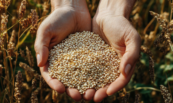 2400-close-up-of-woman-s-hands-holding-quinoa-seeds-copy-space-hight-detailed-upscaled-image