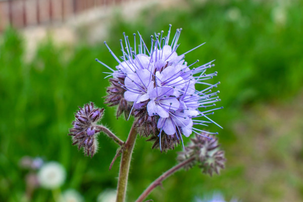 phacelia-flowering-5149517_1280