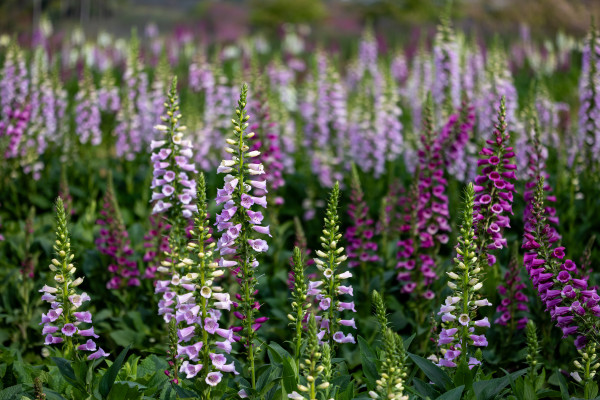 large-foxglove-flowers-in-full-bloom-on-the-background-for-spring-and-summer-english-country-cottage-garden-for-perennial-and-annual-plant large-foxglove-flowers-in-full-bloom-on-the-background-for-spring-and-summer-english-country-cottage-garden-for-perennial-and-annual-plant