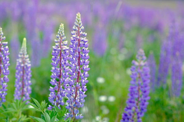 lupins-6464180_1920