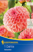 Kiepenkerl Dekorative Dahlie Sebastian