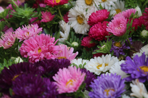 2400-china-aster-callistephus-chinensis-multicolored-flowers-in-one-bucket-container-1