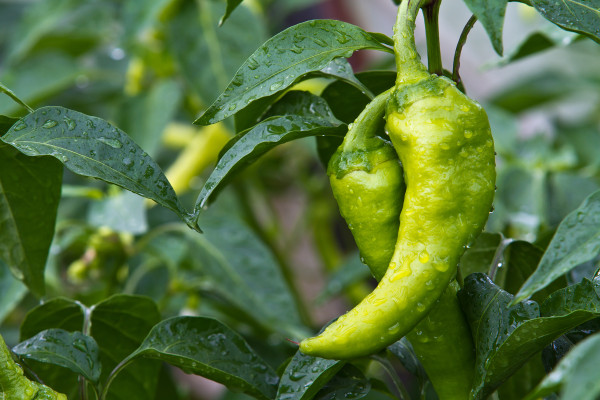 2400-fresh-and-tasty-green-pepper-paprika-grown-in-home-garden-full-of-vitamins-and-taste