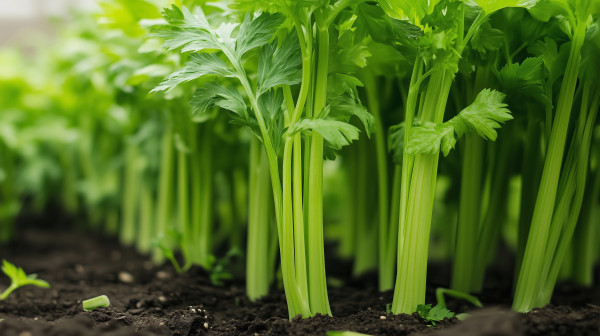 large-fresh-green-celery-growing-in-a-sunny-garden-showcasing-healthy-stalks-under-clear-skies-during-the-warm-season