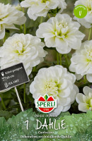 Sperli Dahlie Cantarino