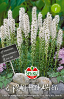 Sperli Prachtscharte weiß