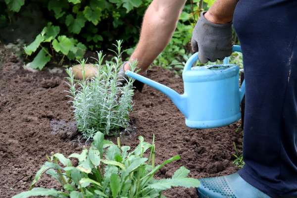 2400-farmer-holding-watering-can-and-weeding-planted-lavender-bush-in-garden