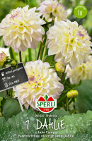 Sperli Dahlie Lake Carey