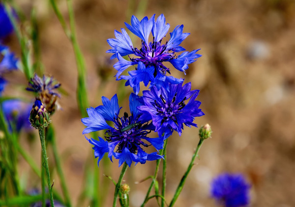 cornflower-5363275_1280QTtuhCnhG0ml0