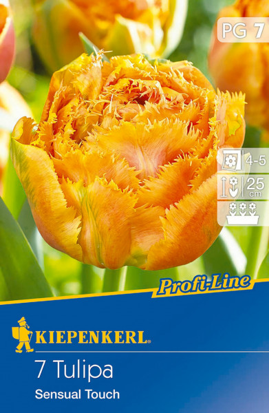 Produktbild von Kiepenkerl Profi-Line Gefranste Tulpe Sensual Touch mit Nahaufnahme der orangegelben Blüte und Informationen zur Pflanzenklasse und Wuchshöhe.