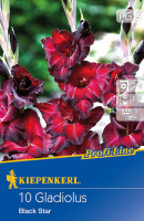 Kiepenkerl Großblumige Gladiole Black Star