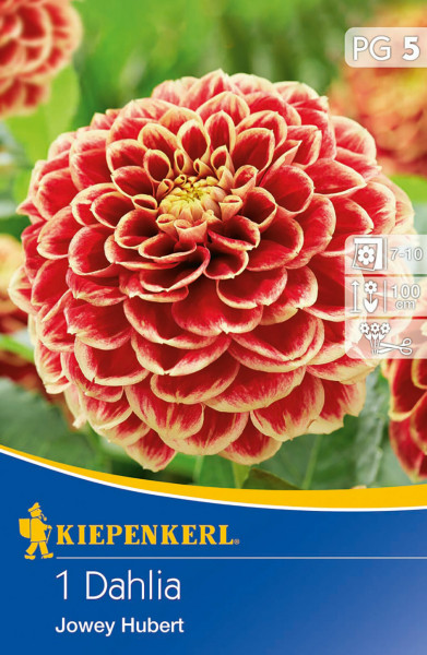 Produktbild von Kiepenkerl Dekorative Dahlie Jowey Hubert mit Nahaufnahme der rot-gelben Blüte und Verpackungsinformationen.