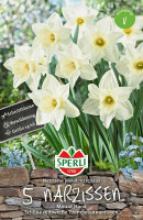 Sperli Trompeten Narzisse Mount Hood