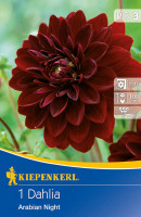 Kiepenkerl Seerosen-Dahlie Arabian Night