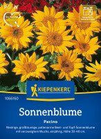 Kiepenkerl Sonnenblume Pacino