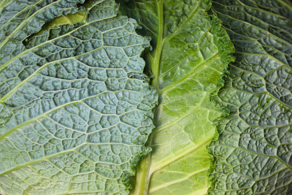 savoy-cabbage-7489978_1280