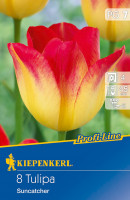 Kiepenkerl Profi-Line Triumph-Tulpe Suncatcher