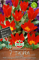Sperli Kaufmanniana-Tulpe Scarlet Baby