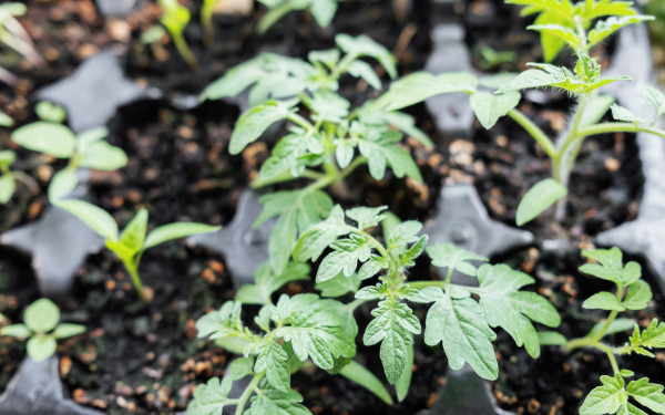 2400-young-tomato-seedling-plants