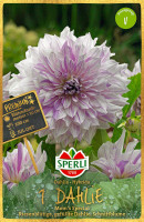 Sperli Dahlie Moms Spezial