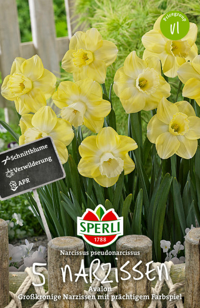 Produktbild von Sperli Großkronige Narzisse Avalon mit blühenden gelben Narzissen im Garten und Preisschild mit Informationen zu Sorte und Marke.