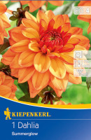 Kiepenkerl Dekorative Dahlie Summer Glow