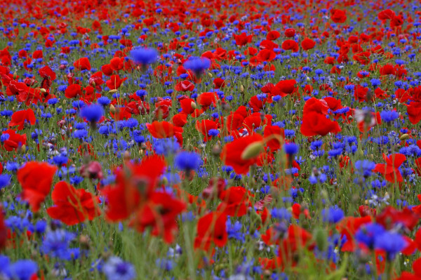 poppy-field-753905_1920