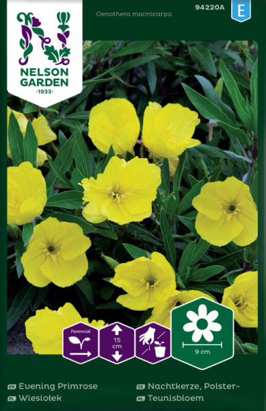 Produktbild von Nelson Garden Polster-Nachtkerze mit gelben Blumen und Informationen zu Pflanzeneigenschaften auf Deutsch.