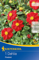 Kiepenkerl Mignon-Dahlie Firebird