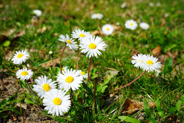 daisy-324079_1920