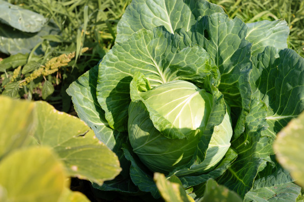 large-cabbage-growing-in-the-garden-farmer-s-field-open-organic-soil