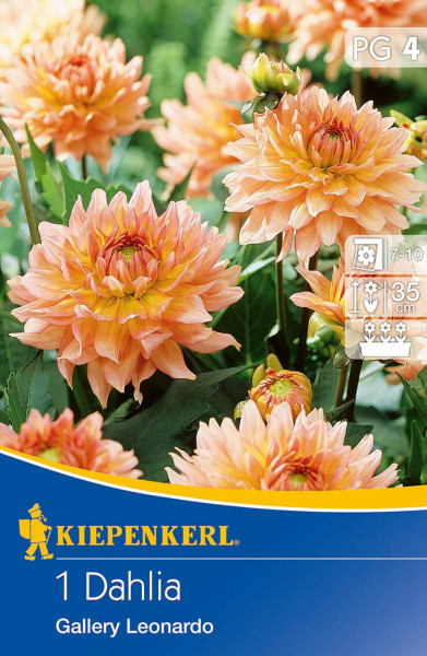 Produktbild von Kiepenkerl Kübel und Beet Dahlie Gallery Leonardo mit Abbildung blühender oranger Dahlien und Informationen zur Pflanzenpflege