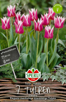 Sperli Lilienblütige Tulpe Claudia