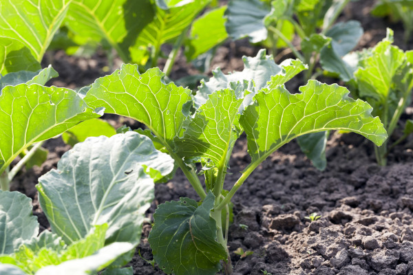2400-field-of-cabbage-spring